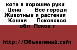 кота в хорошие руки › Цена ­ 0 - Все города Животные и растения » Кошки   . Псковская обл.,Псков г.